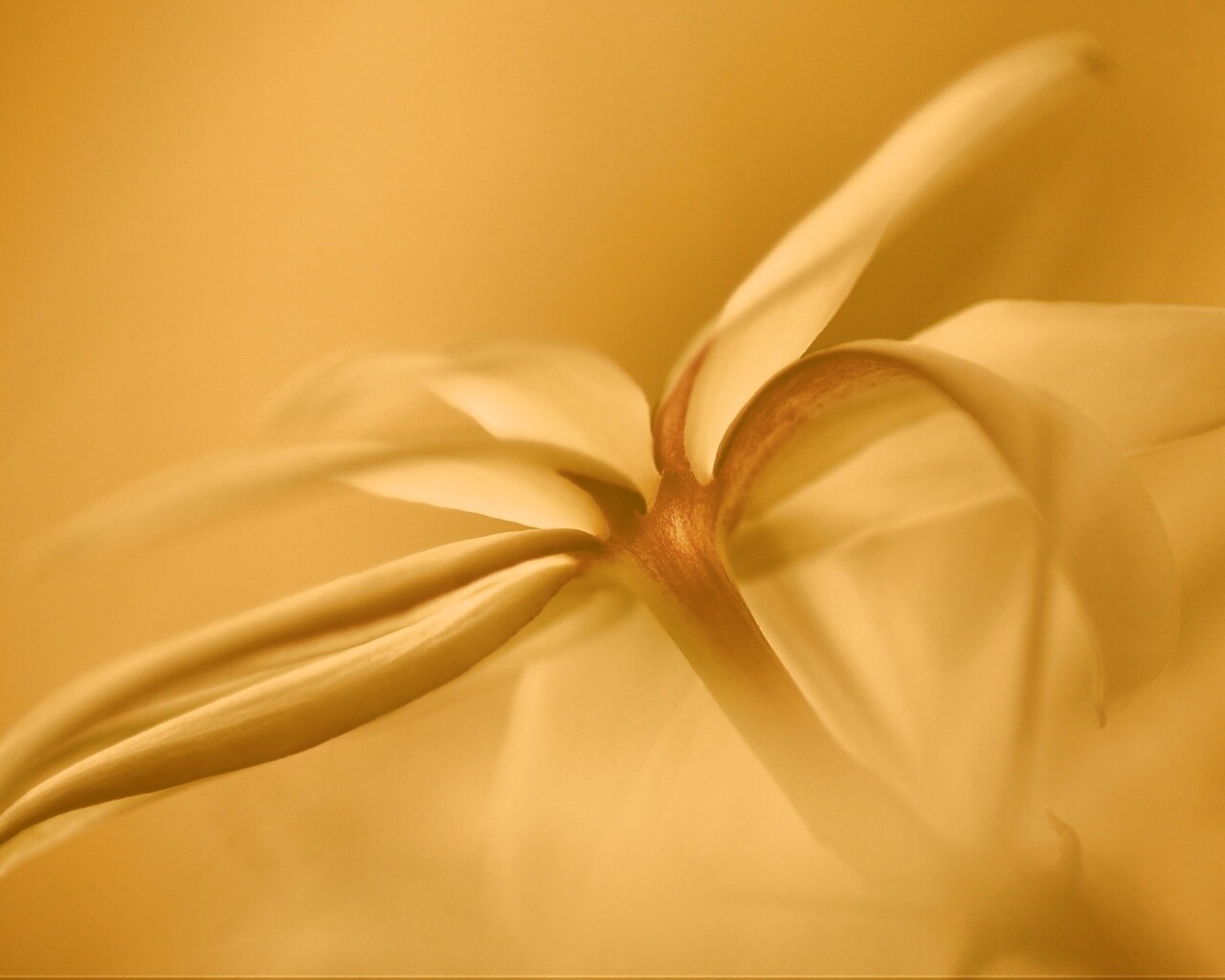 Цветок обои