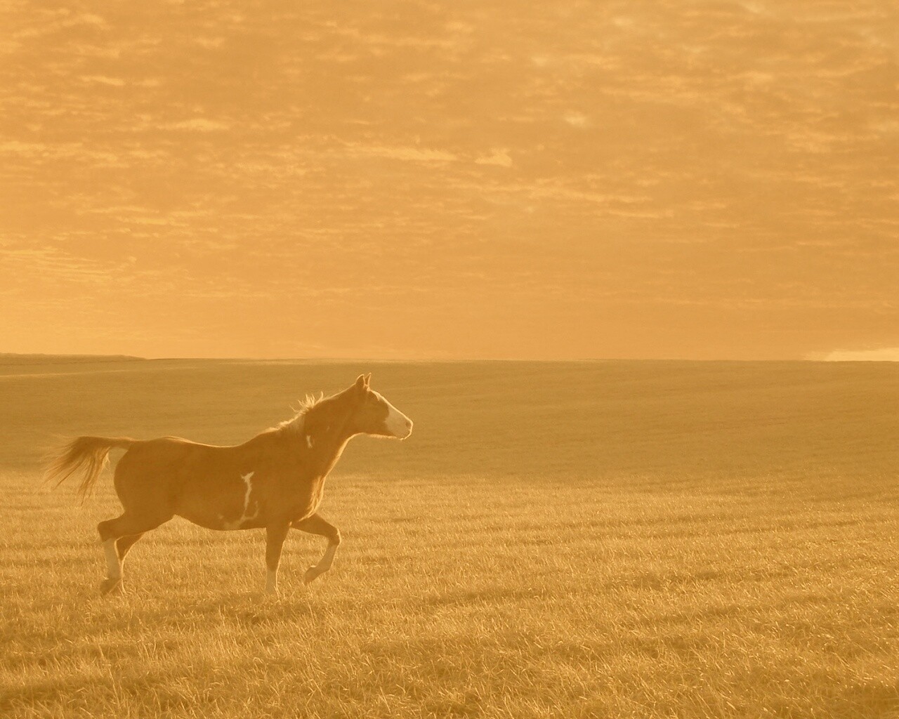 Мустанг обои