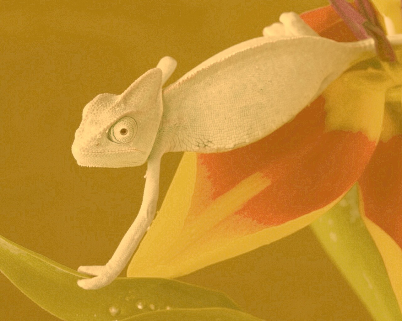 Хамелеон обои