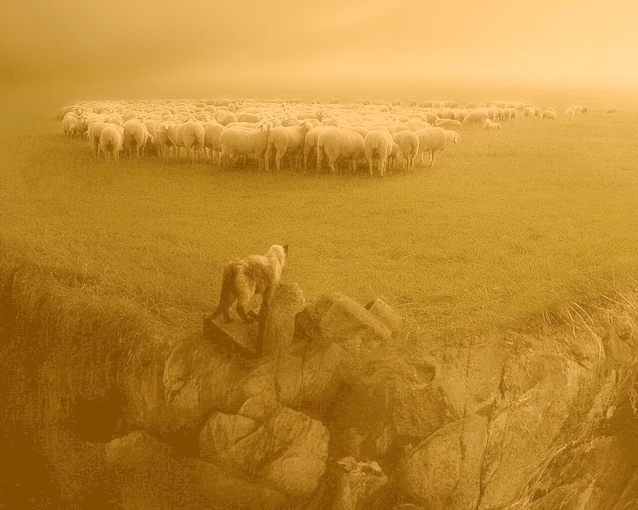 Волк и овцы обои