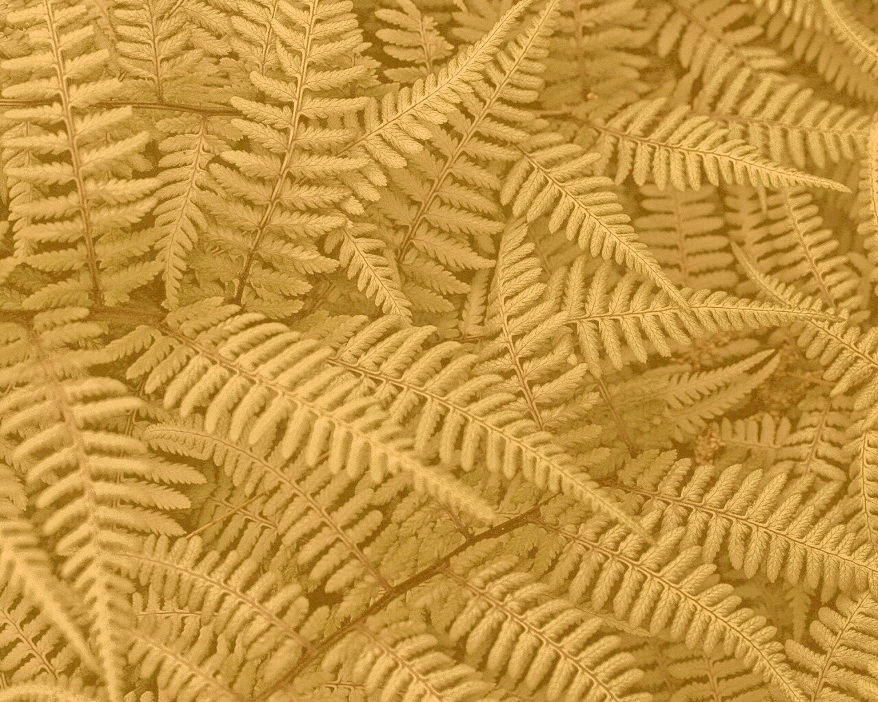 Папоротник обои