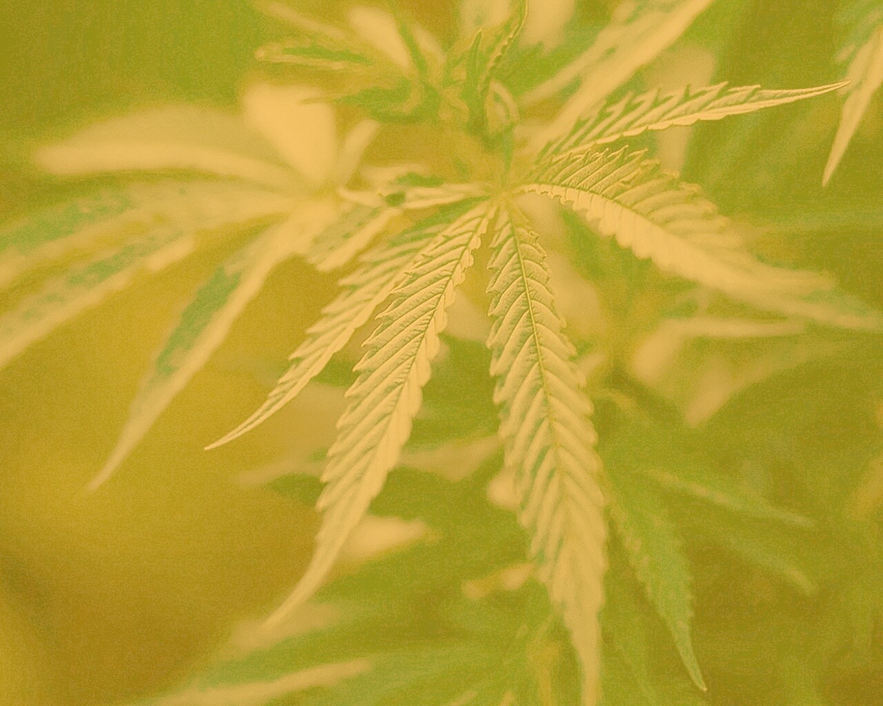 Марихуана обои