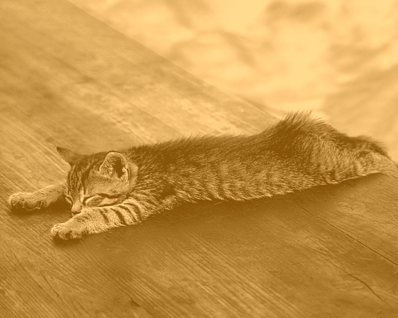 Растянувшийся кошара обои