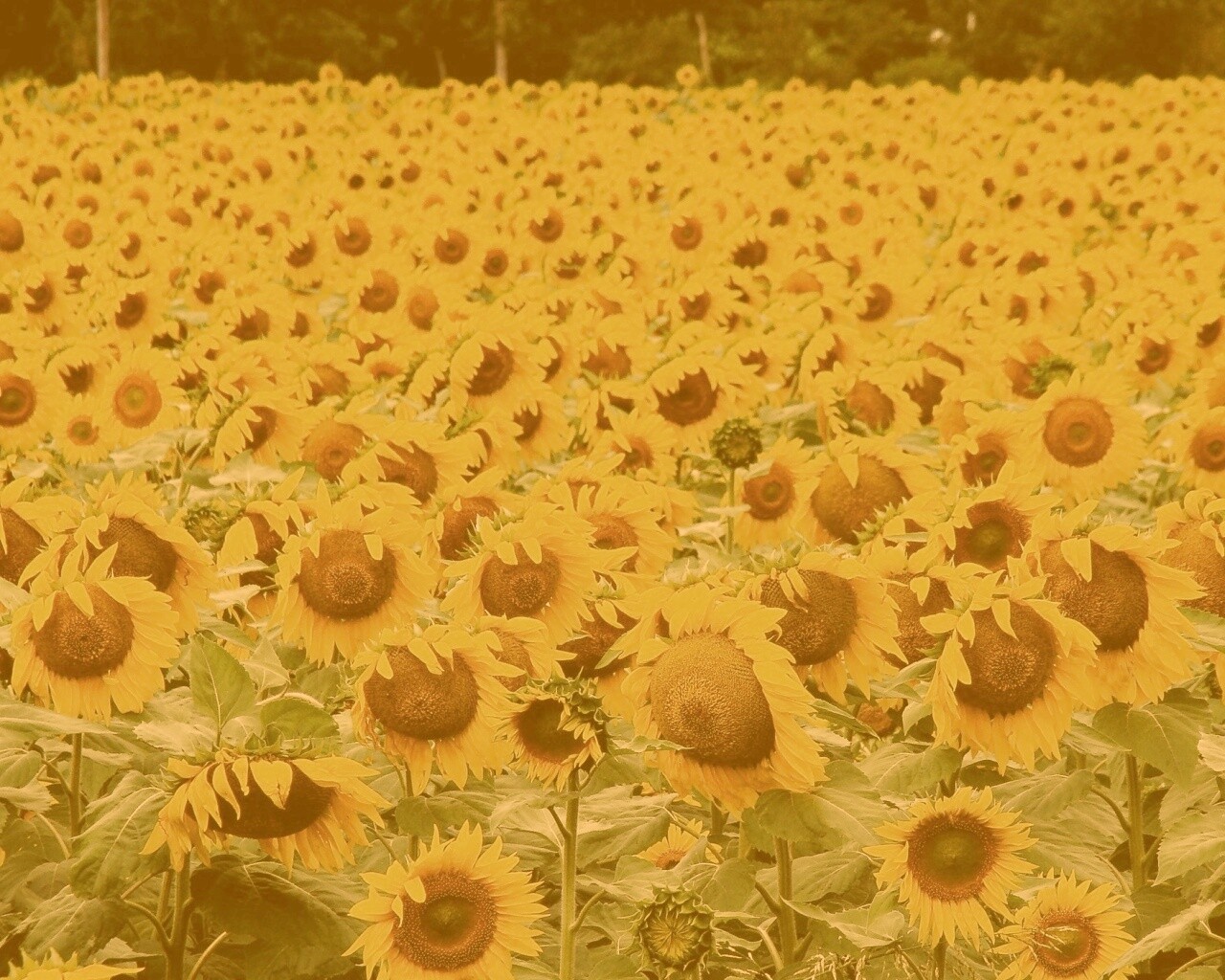 Поле подсолнухов обои
