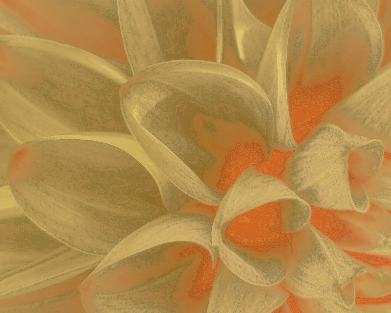 Лепестки обои