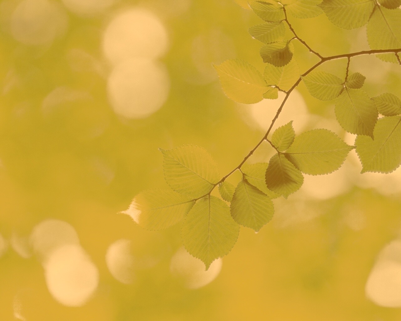 Зеленая ветка с листьями обои