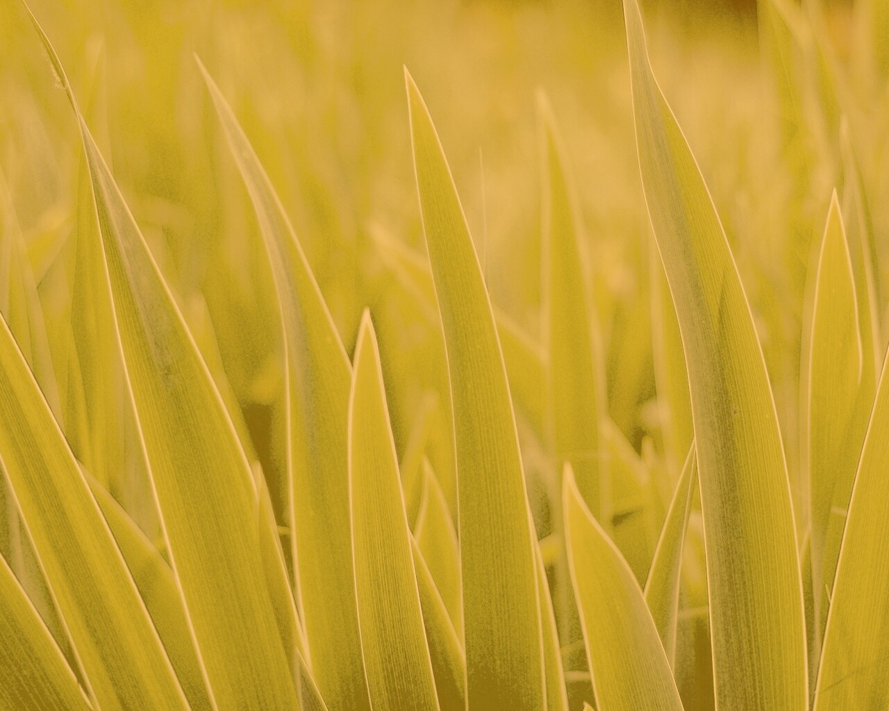 Идеальная зелень обои