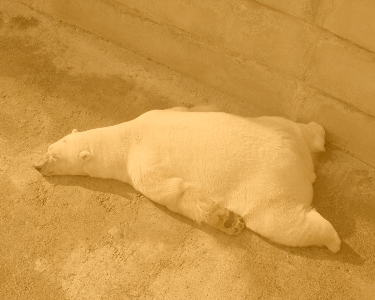 Мы можем их спасти обои