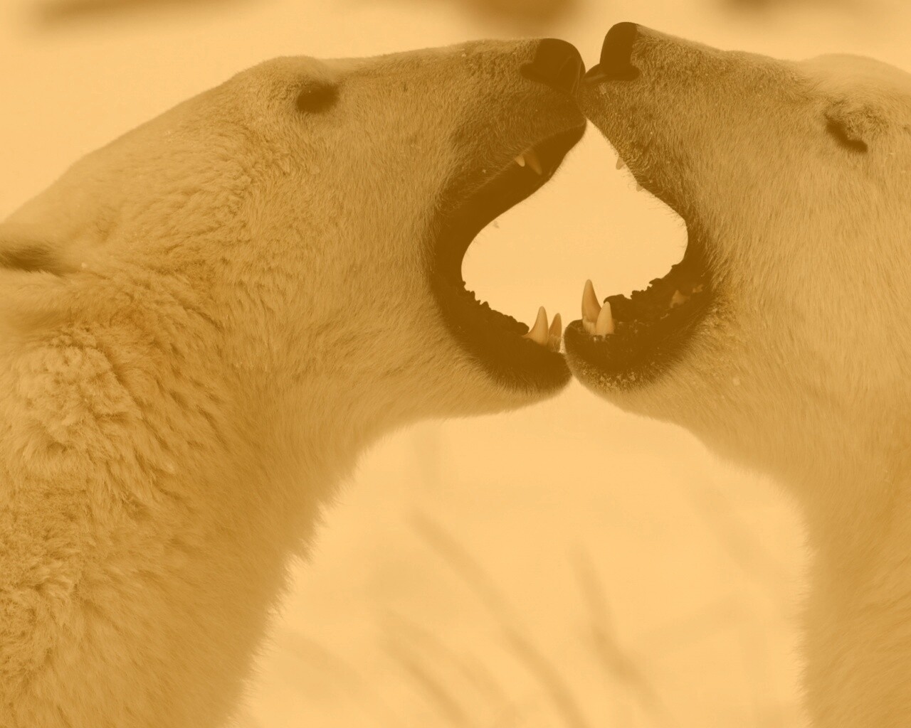Полярные медведи обои