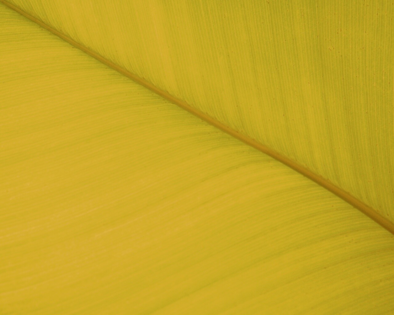 Зеленый лист обои