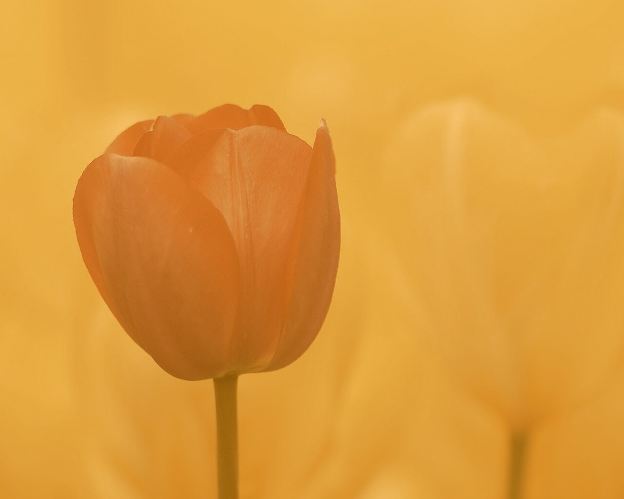 Красный тюльпан обои