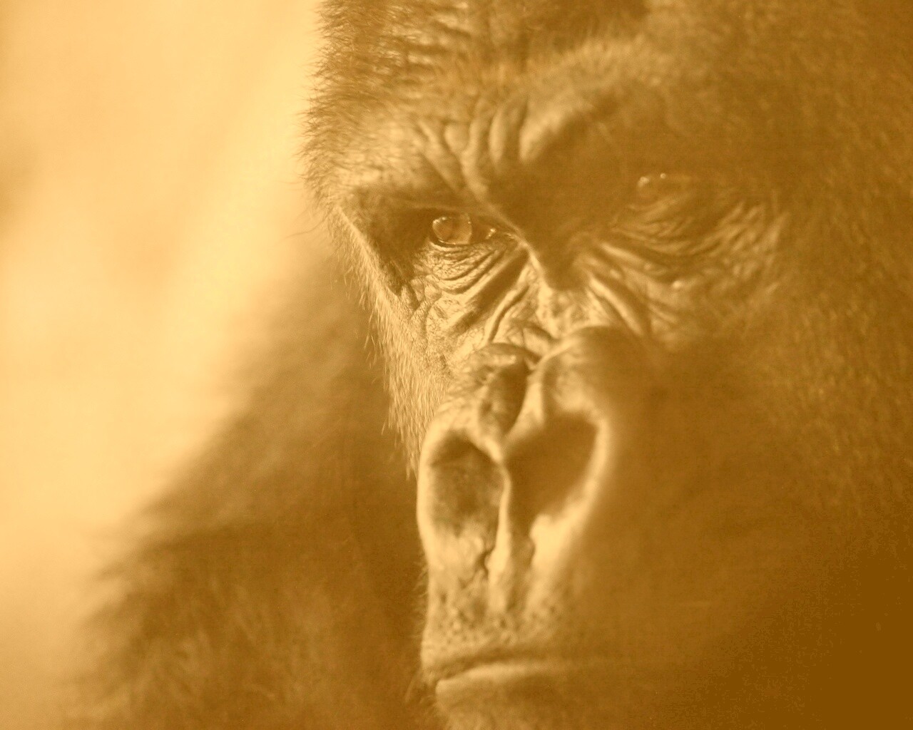 Фото орангутанга обои