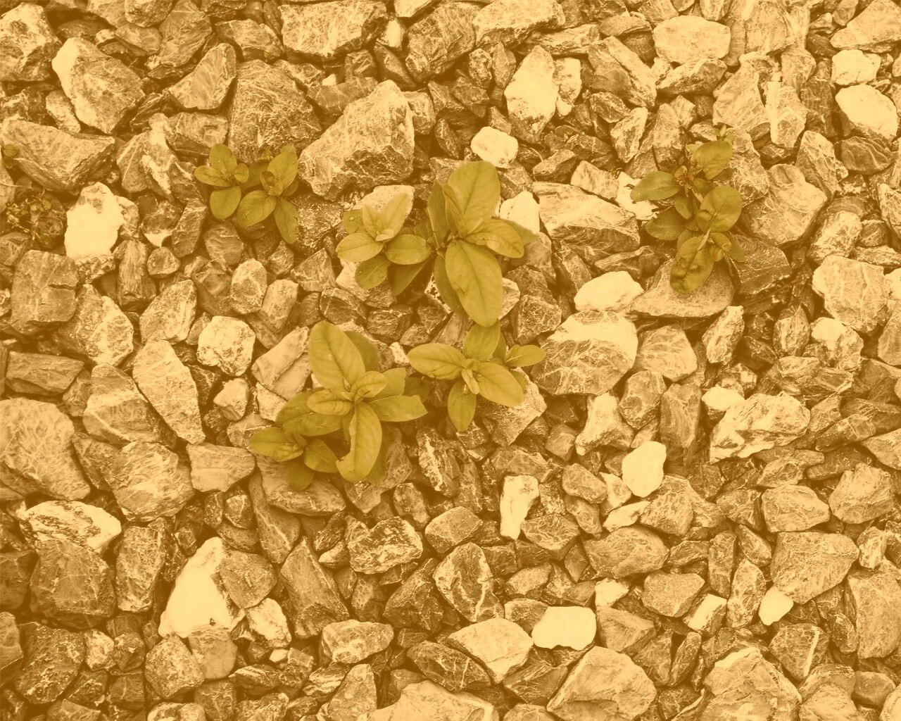 Цветы среди камней обои