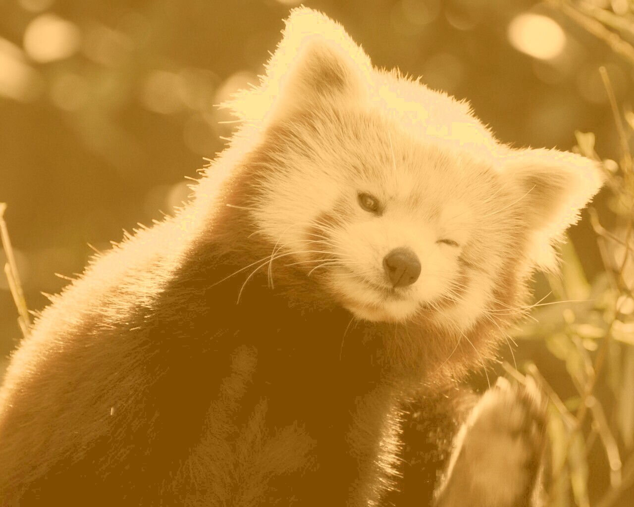 Красная панда подмигивает обои