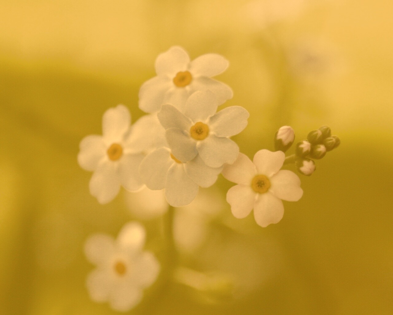 Обои цветов обои