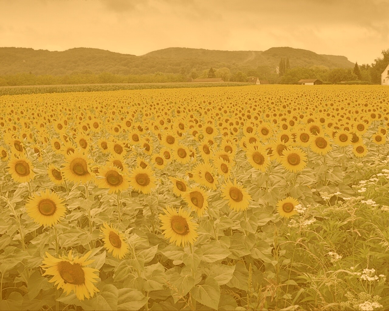 Живописное поле подсолнухов обои