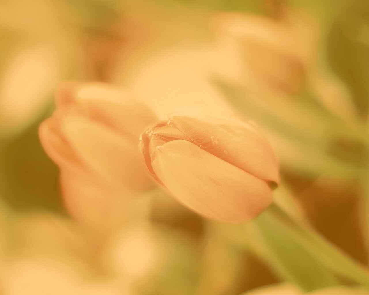 Красивый тюльпан обои