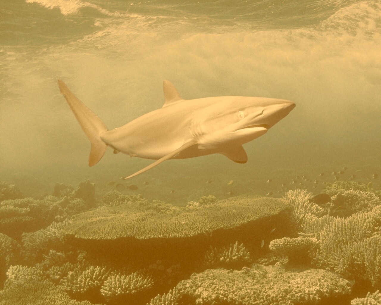 Акула в море обои