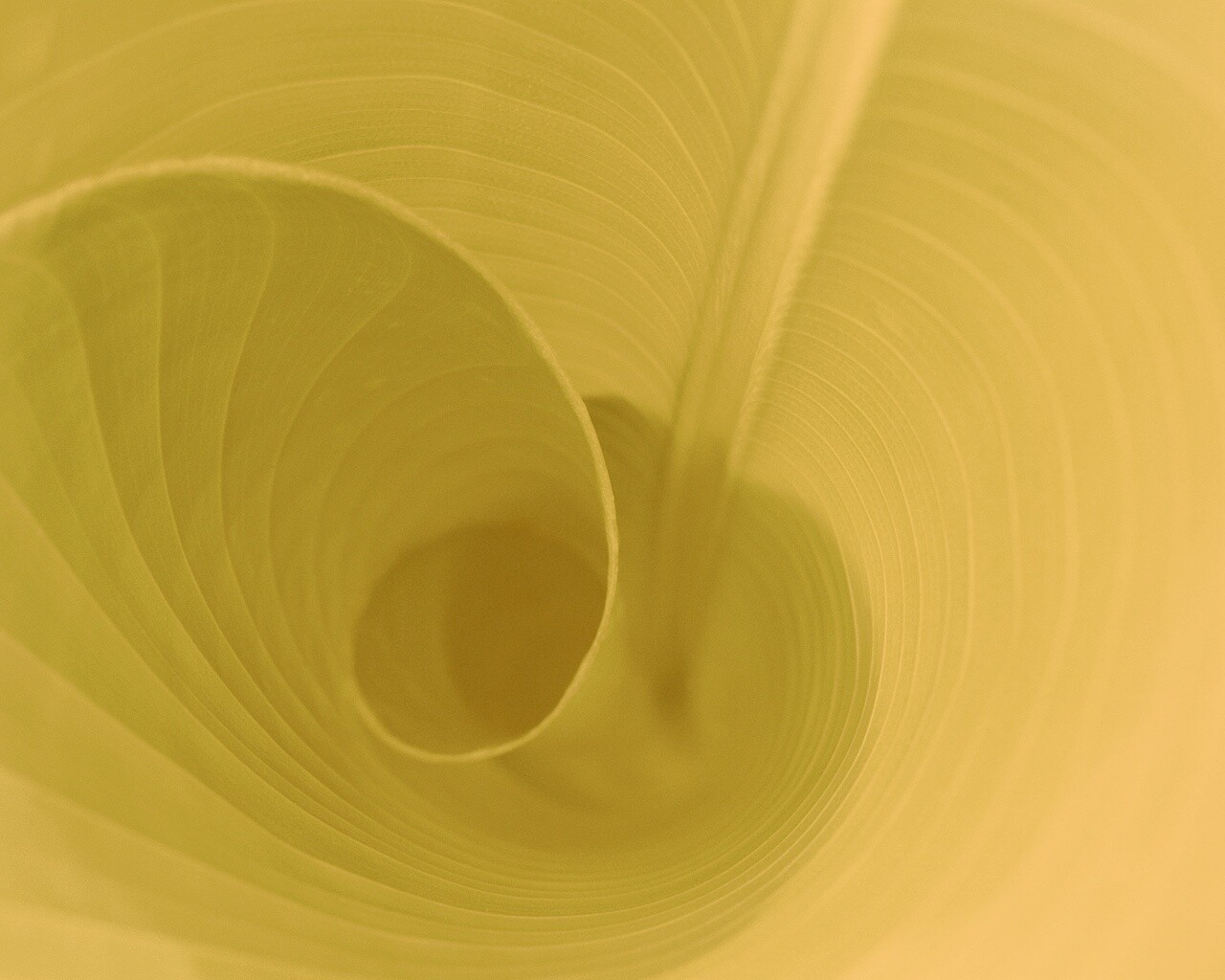 Зеленый лист трубочкой обои