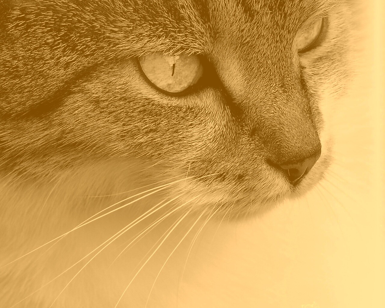 Очень красивый кот обои