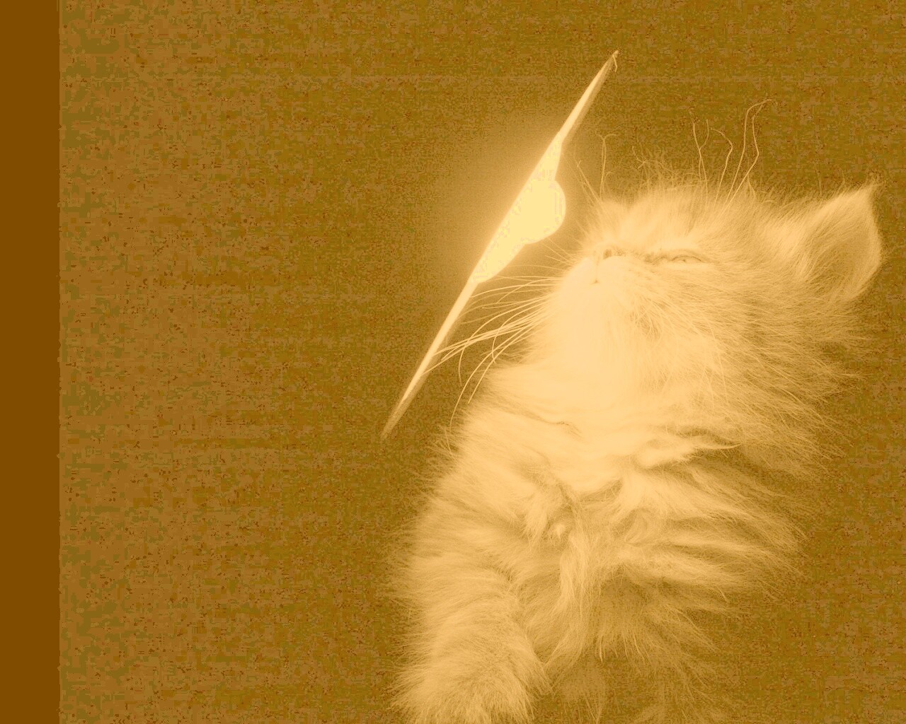 Котя на свету обои