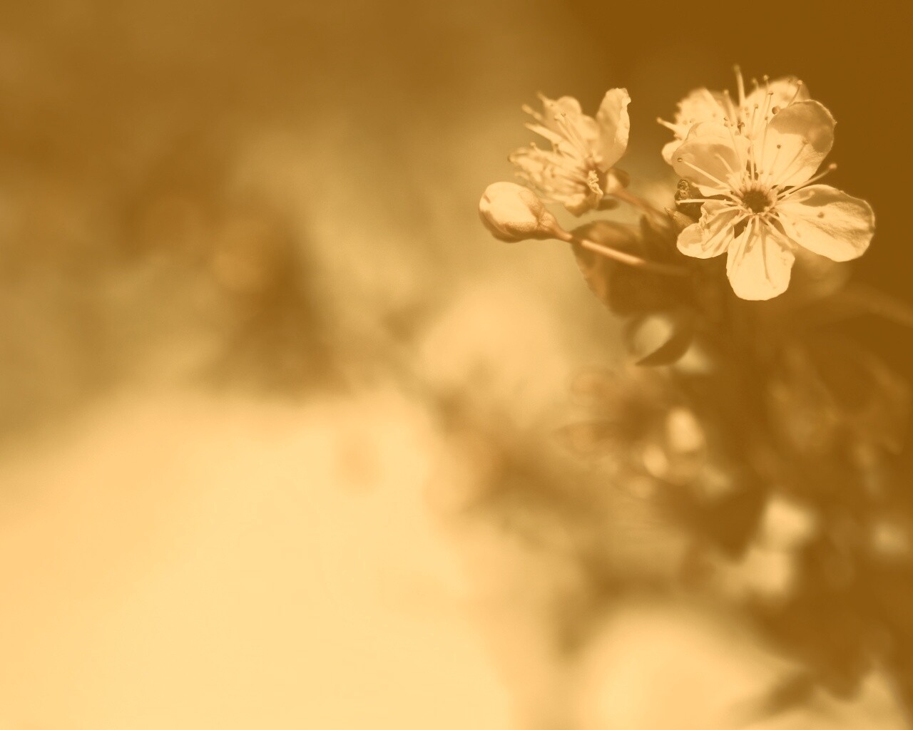 Цветок вишни обои