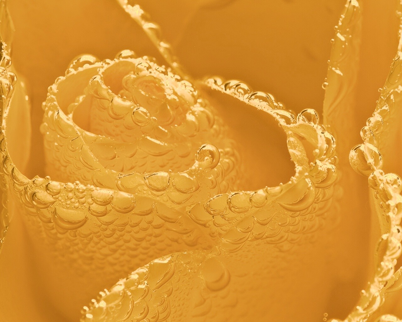 Мокрый желтый цветок обои