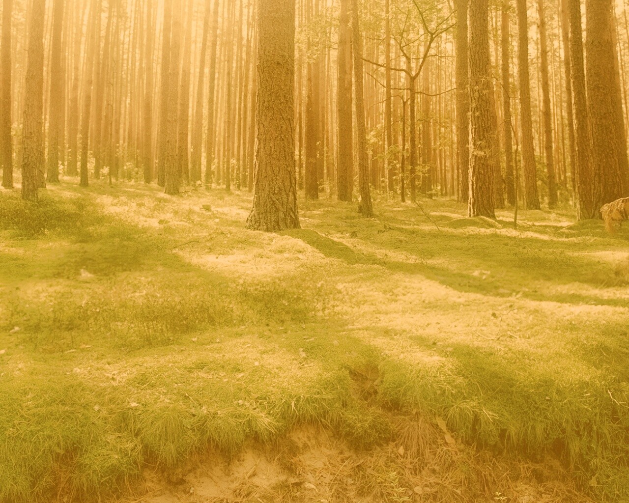 Солнечный лес обои