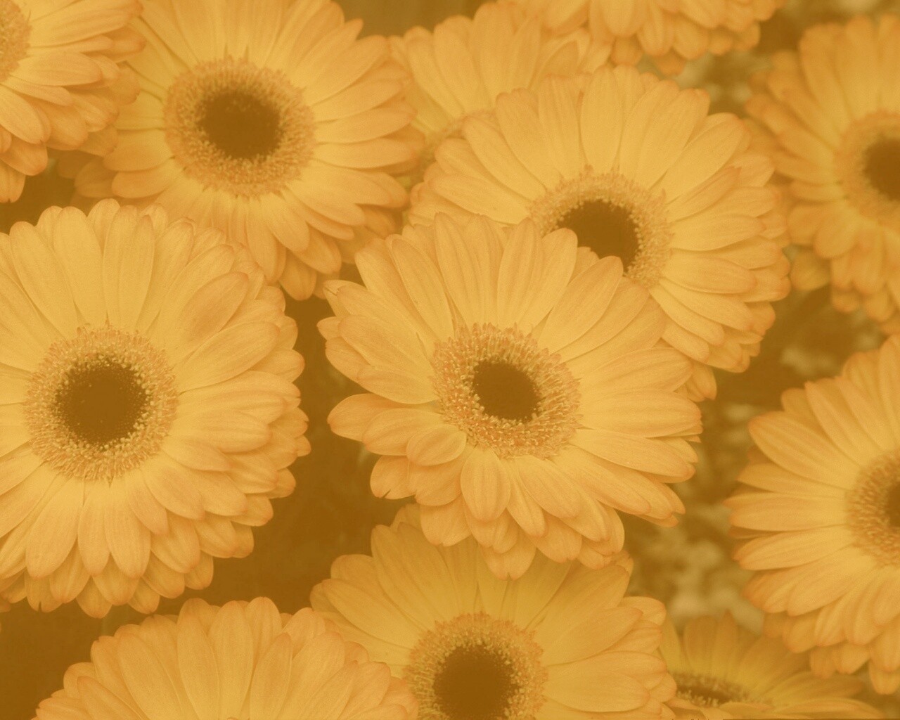 Желтые герберы обои