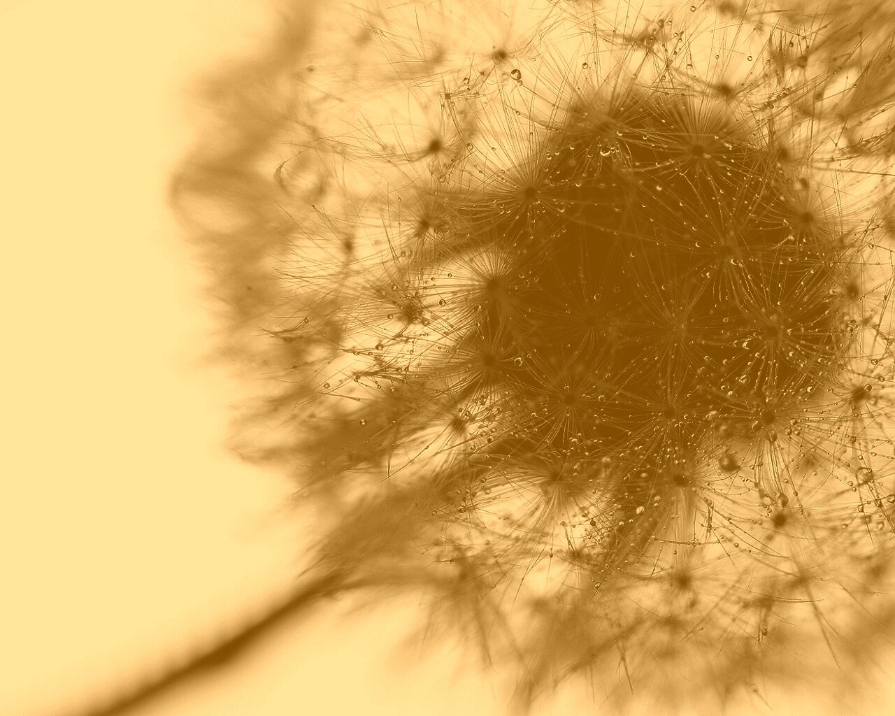 Одуванчик  обои