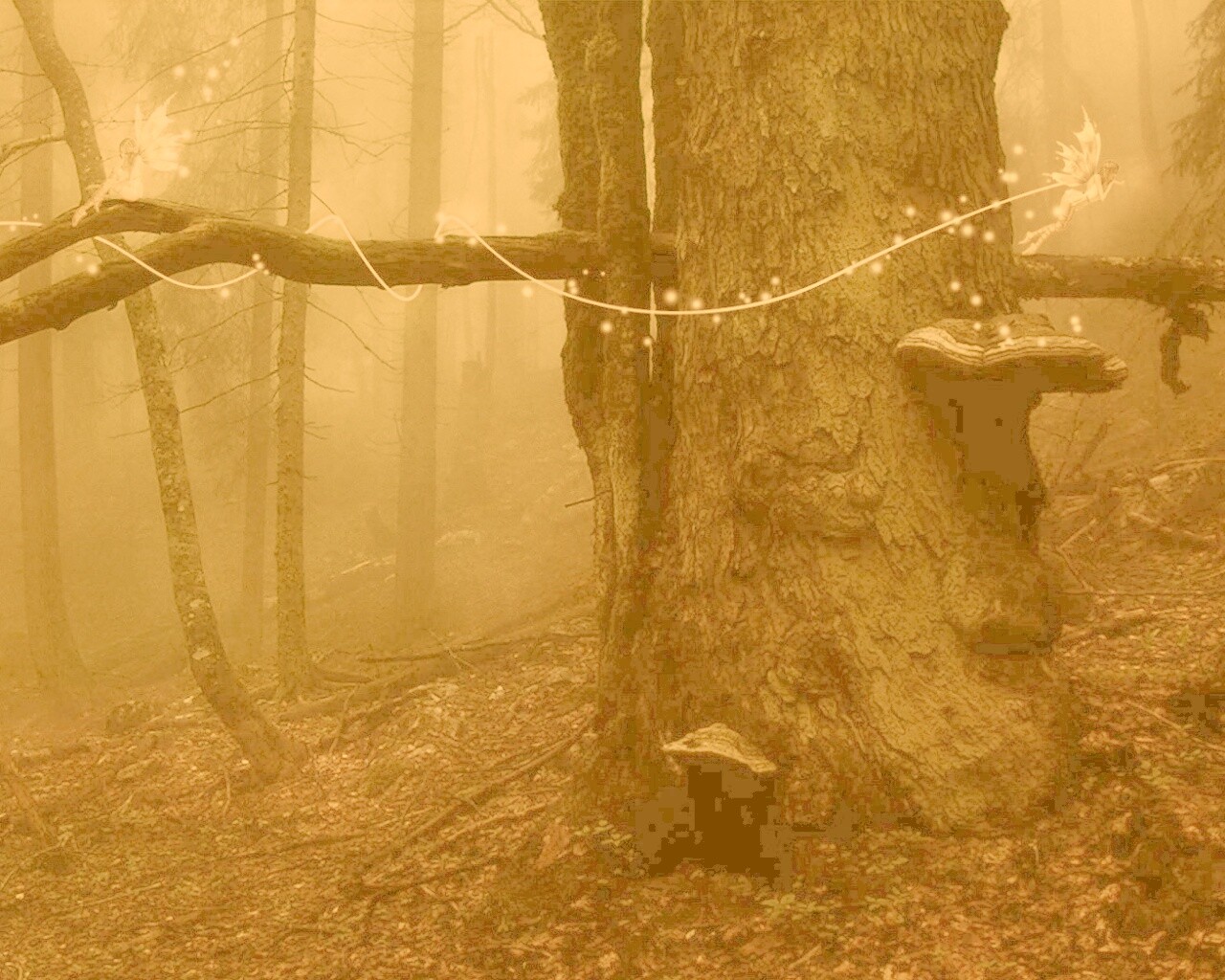 Лесные феи обои