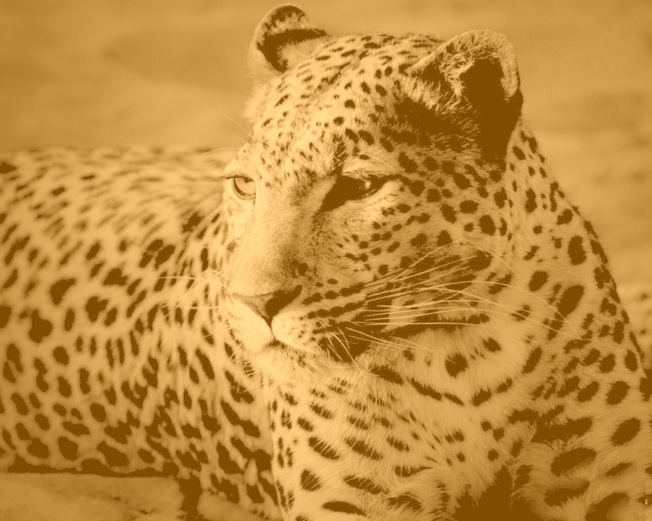 Леопард обои