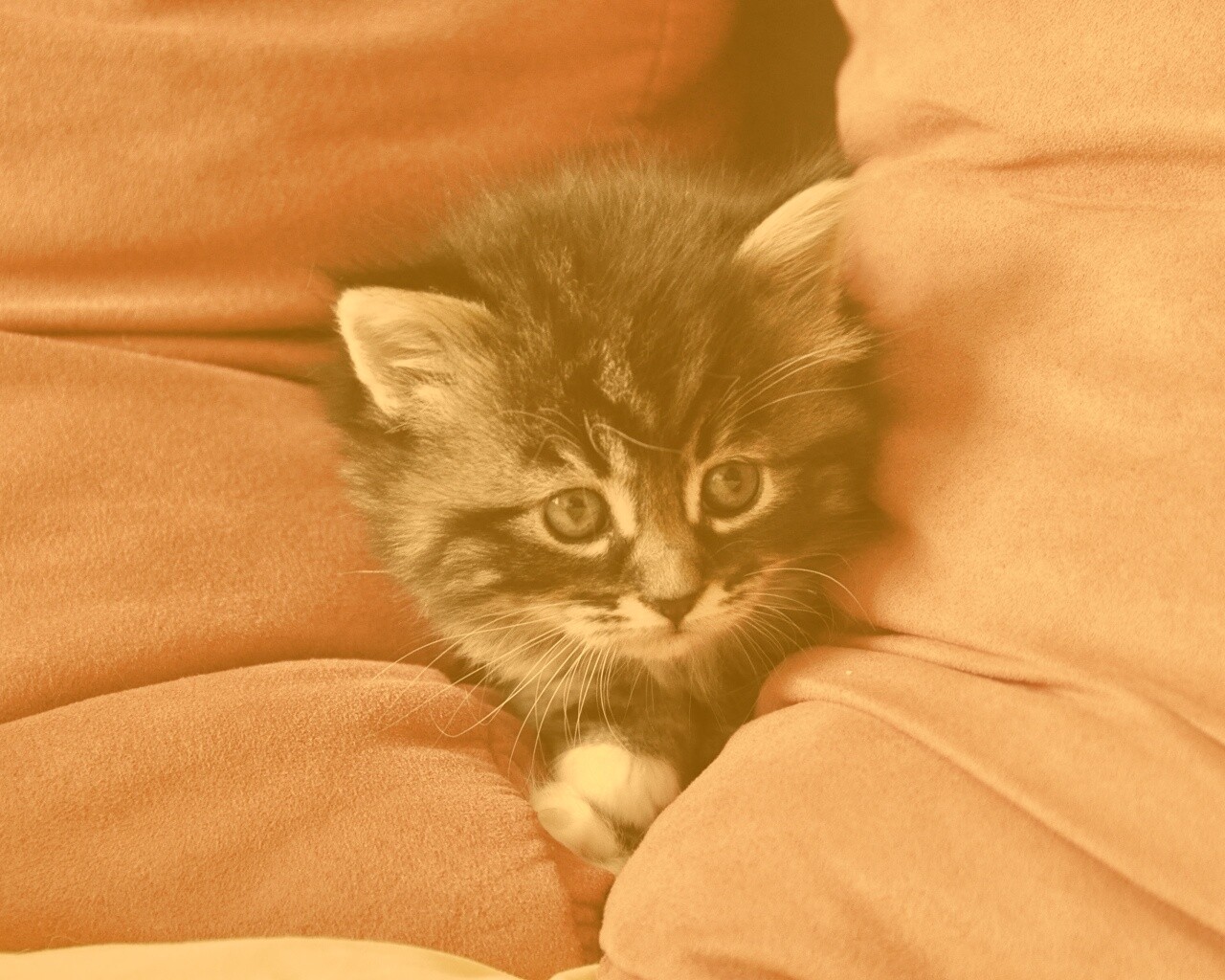 Котенок в подушках обои