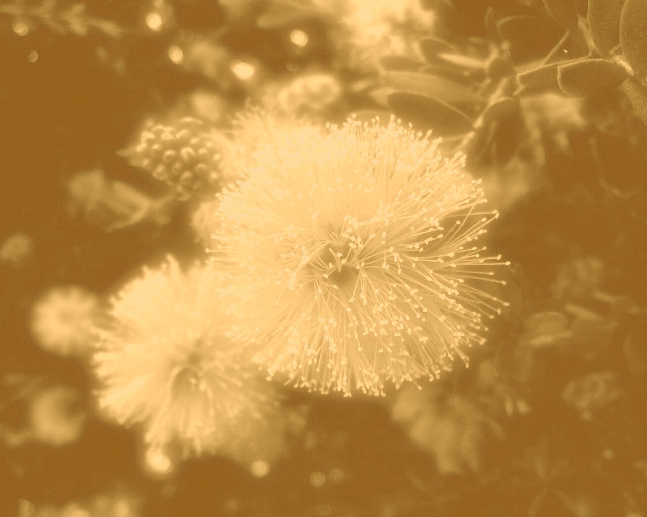 Сказочный цветок обои