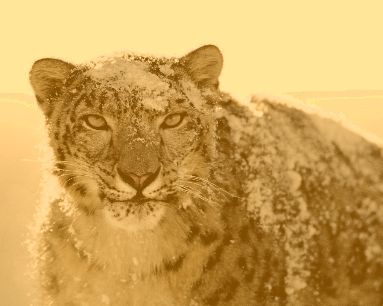 Снежный леопард обои