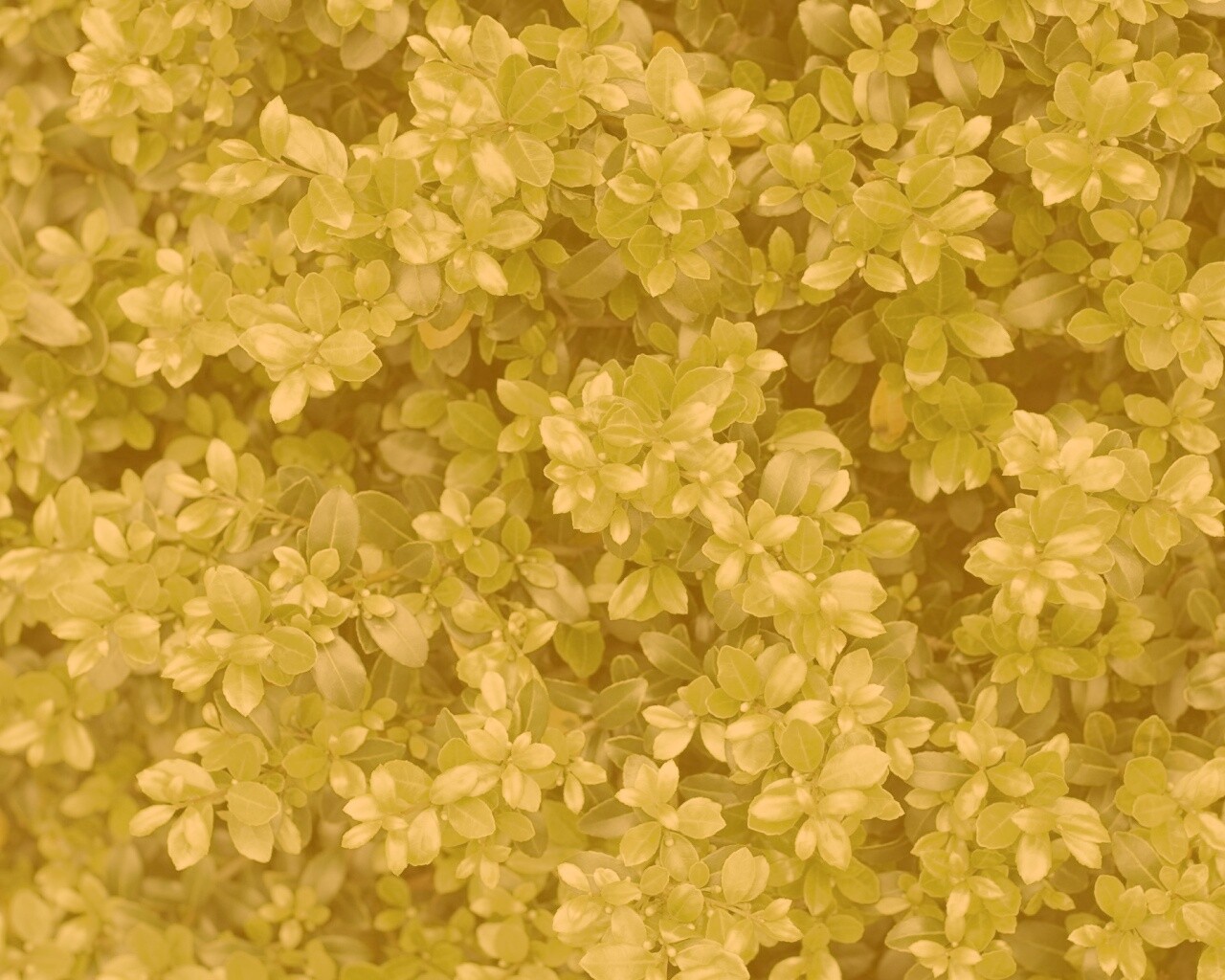 Густая листва обои