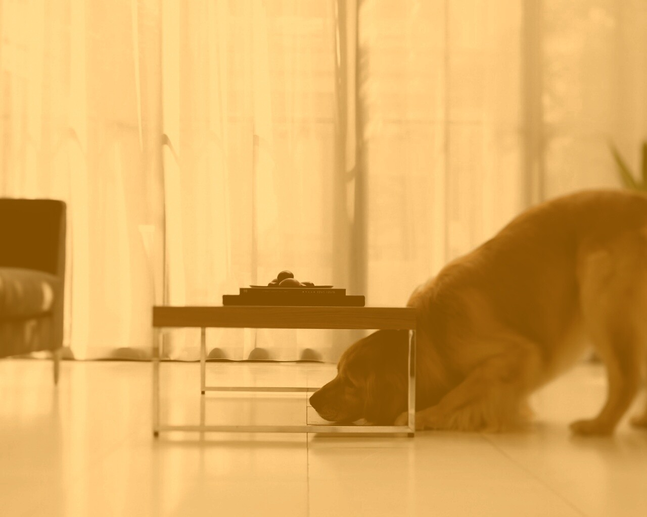 Большая собака под маленький столик обои