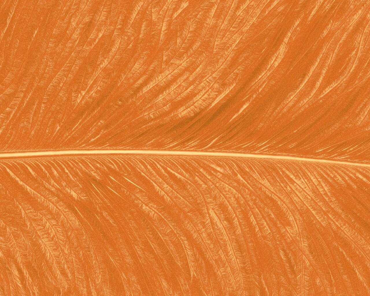 Перо попугая обои