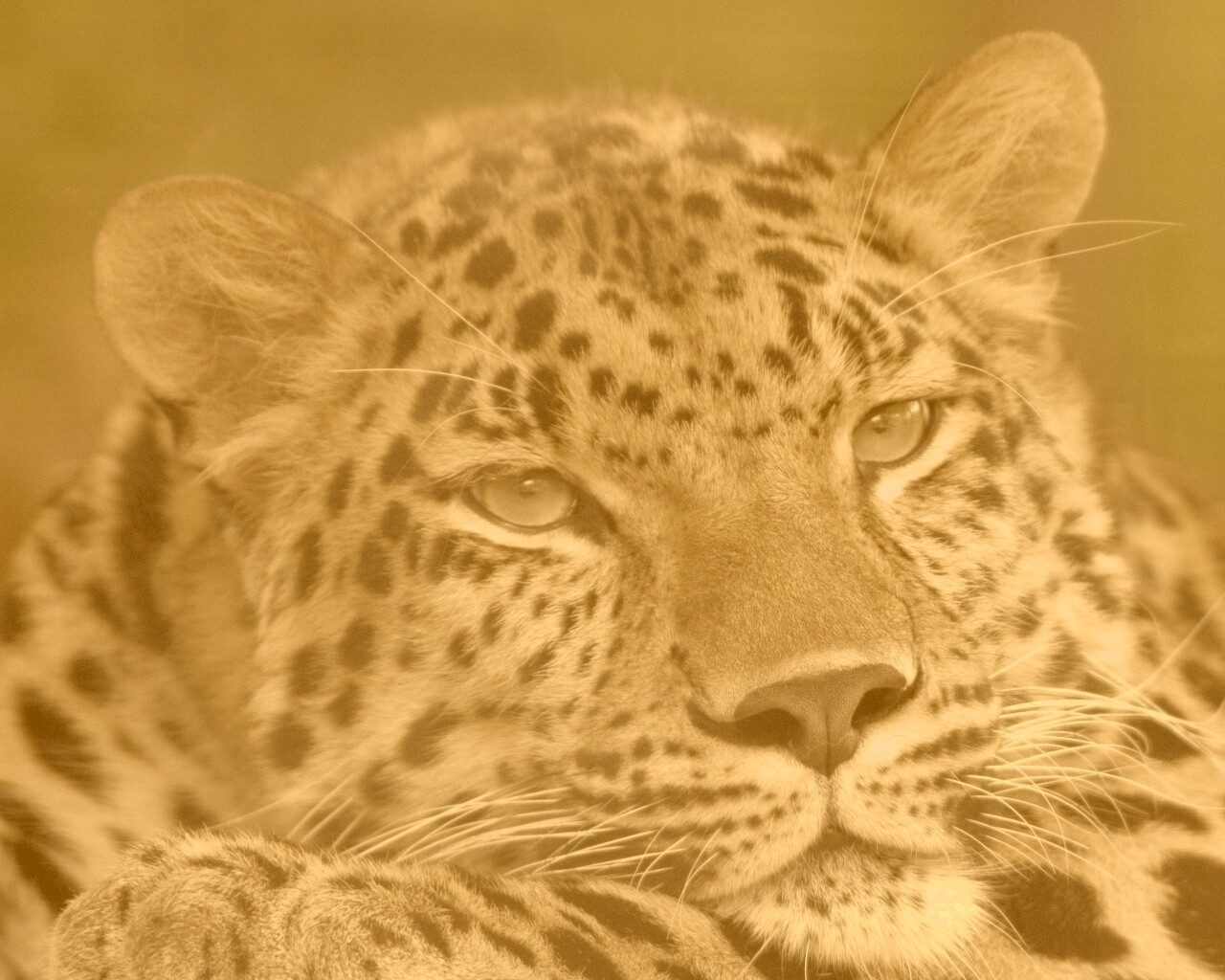 Злопасный ягуляр обои