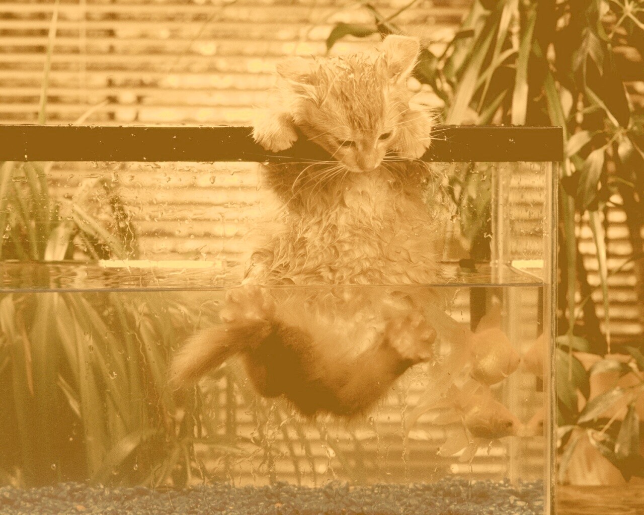 Мокрая киска обои