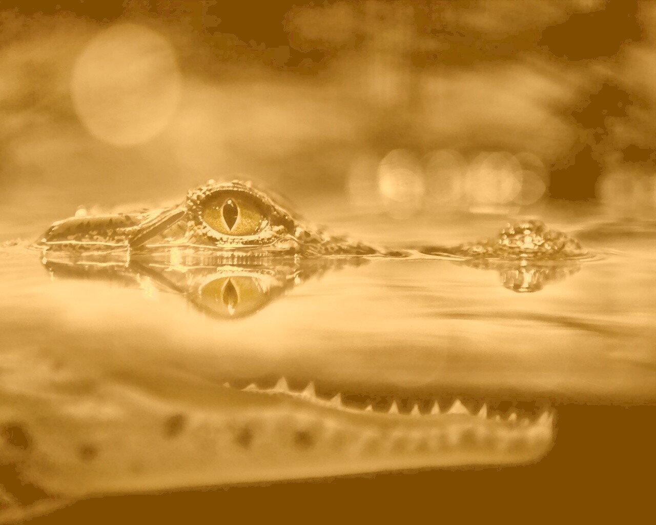 Глаз крокодила обои
