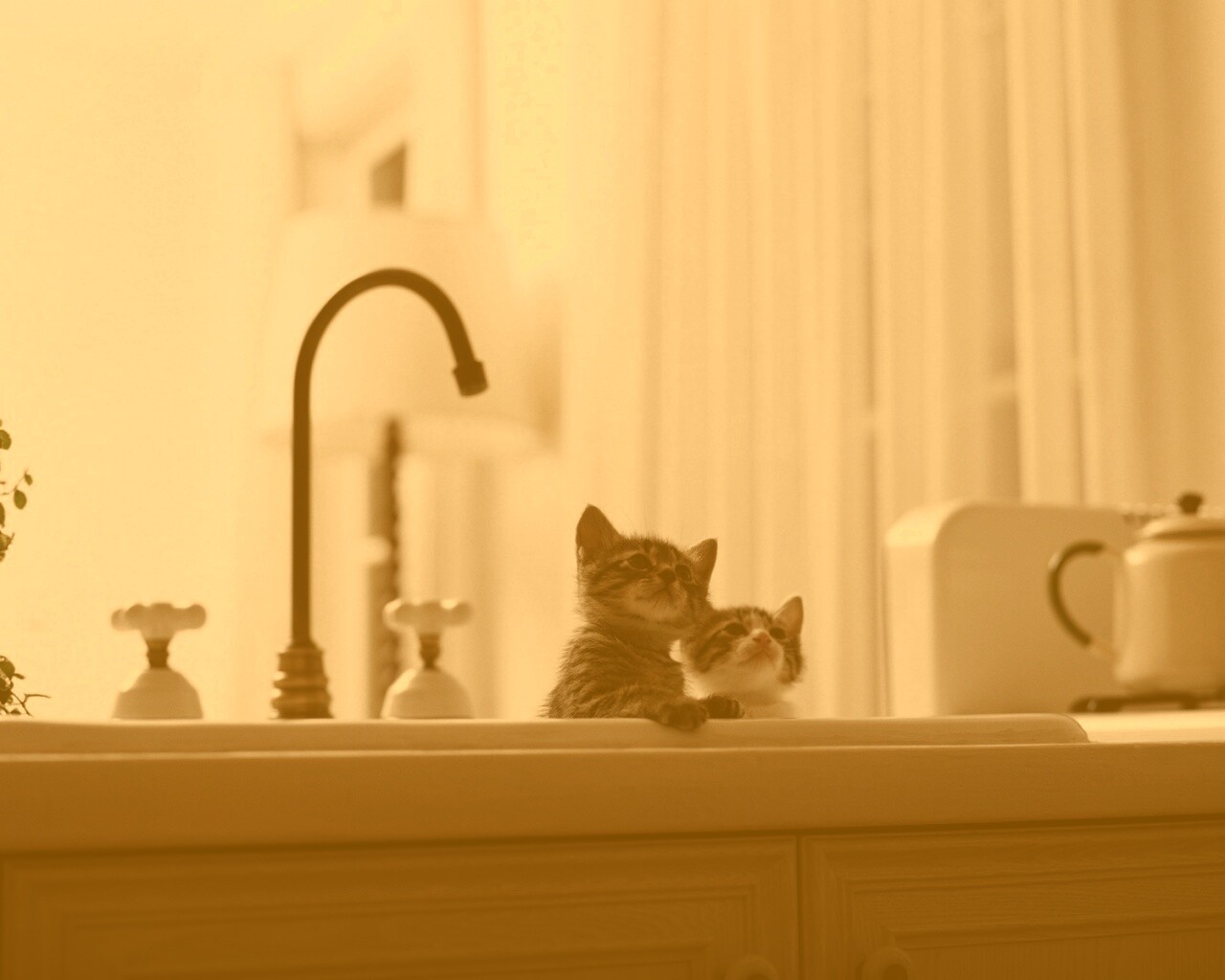 Два котенка обои