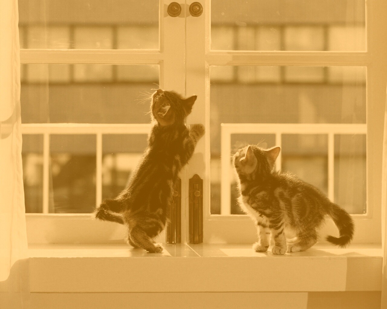 Котята у окна обои