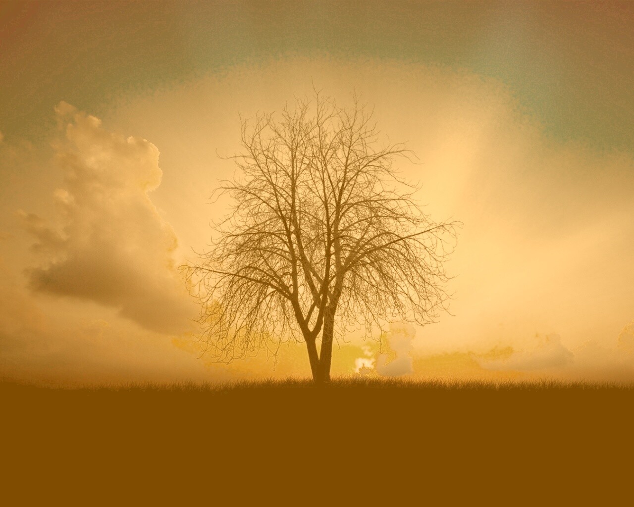 Дерево на закате обои