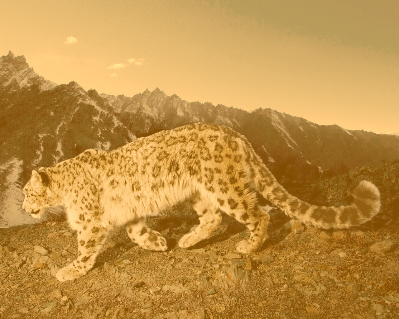 Леопард обои