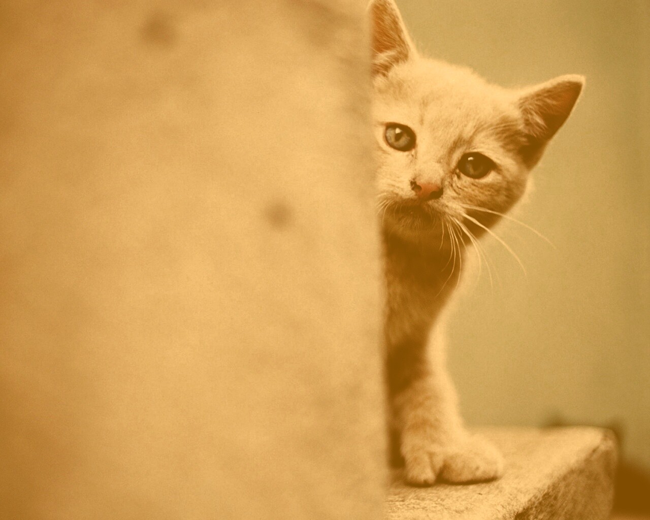 Котик из-за угла обои