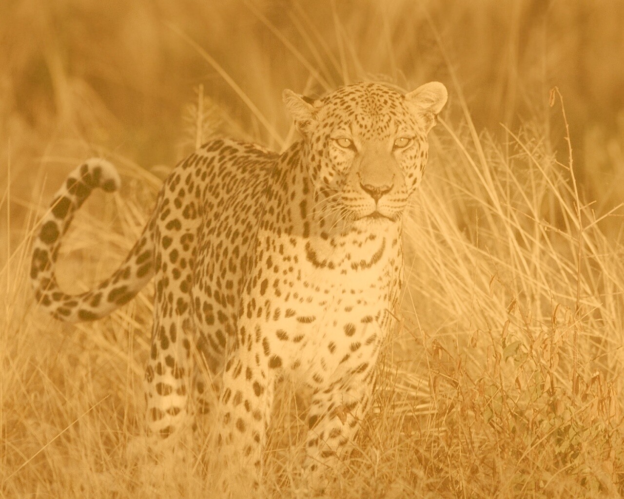 Леопард на охоте обои