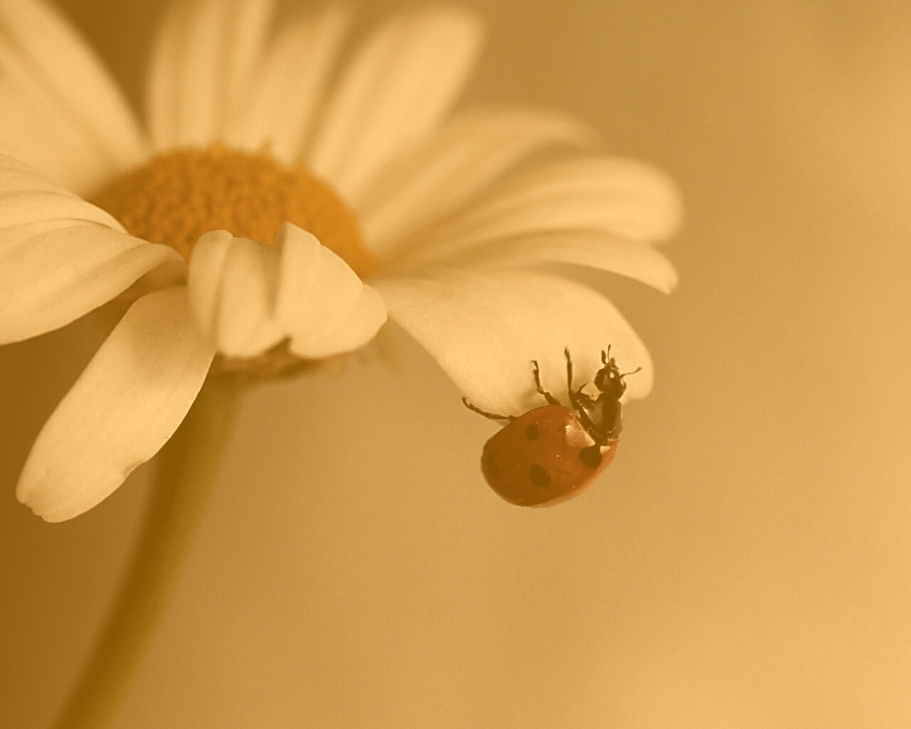 В гости к ромашке обои