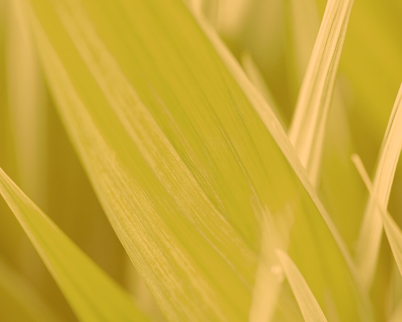 Идеальный кусочек зелени обои