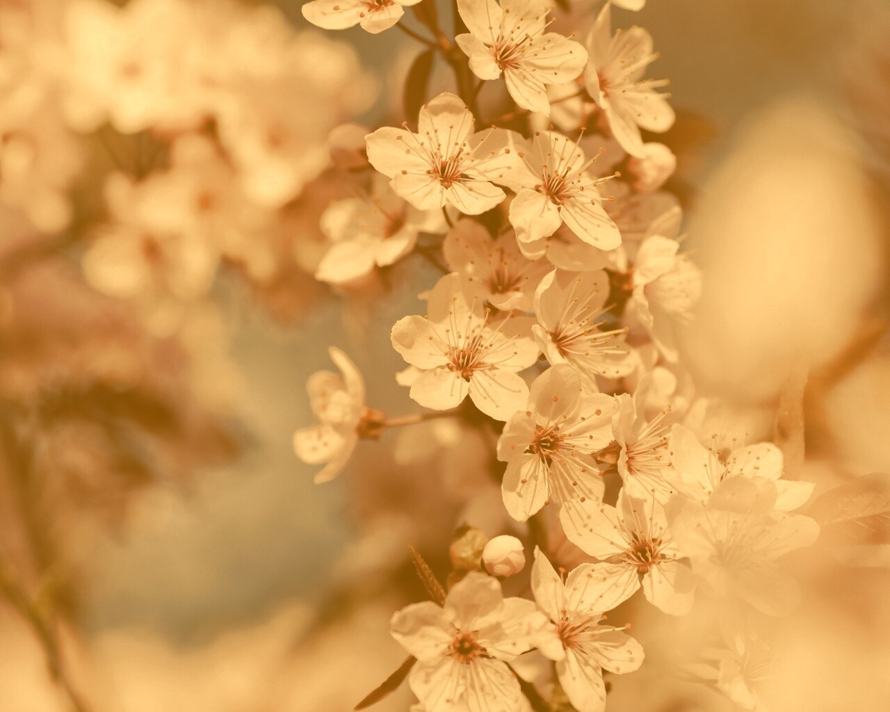 Цветение вишни обои